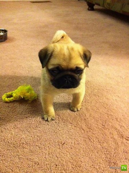 ��� �������� �������� (37 ����)