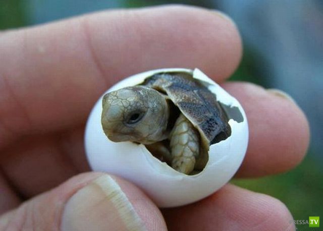 ��� �������� �������� (37 ����)