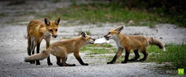 ��� �������� �������� (37 ����)