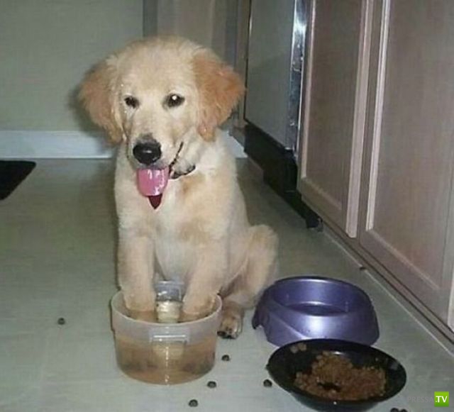 ��� �������� �������� (37 ����)