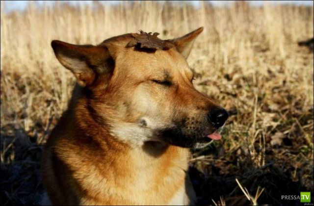 ��� �������� �������� (37 ����)