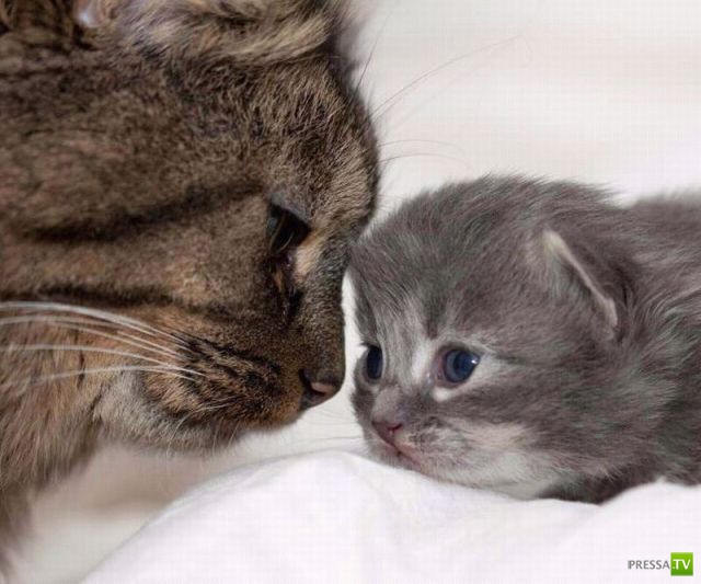 ��� �������� �������� (37 ����)