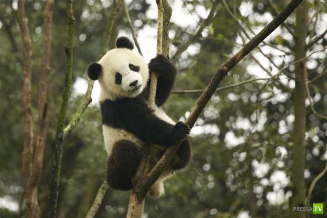 ��� �������� �������� (37 ����)