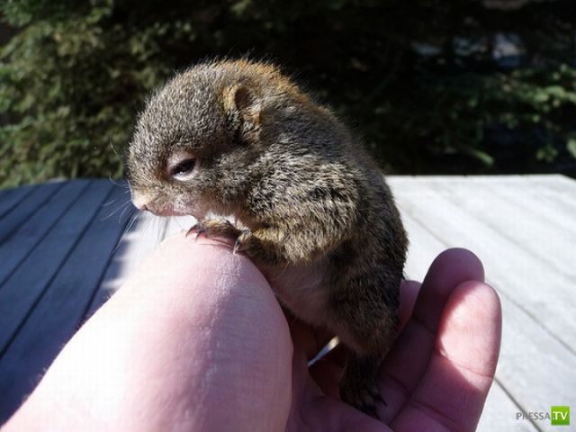 ��� �������� �������� (37 ����)