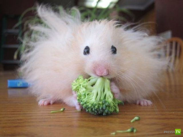 ��� �������� �������� (37 ����)