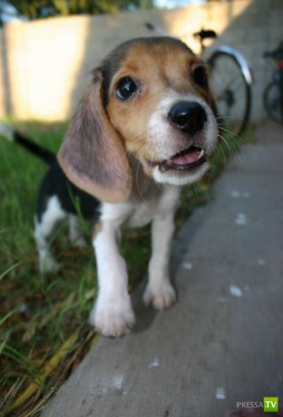 ��� �������� �������� (37 ����)