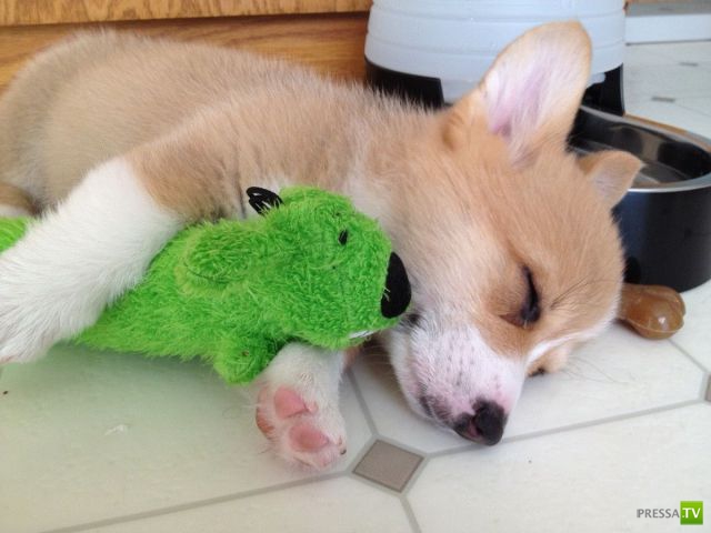 ��� �������� �������� (37 ����)