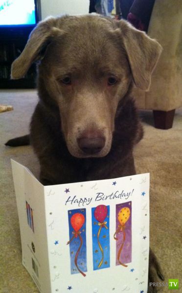 ��� �������� �������� (37 ����)