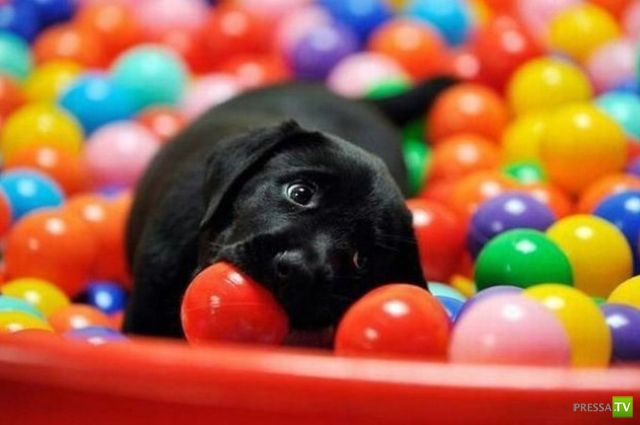 ��� �������� �������� (37 ����)