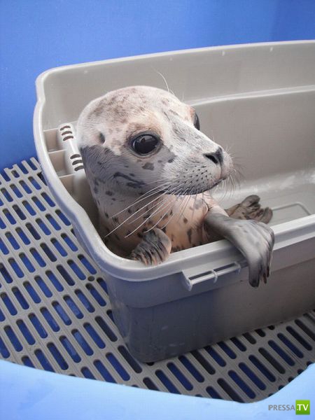 ��� �������� �������� (37 ����)