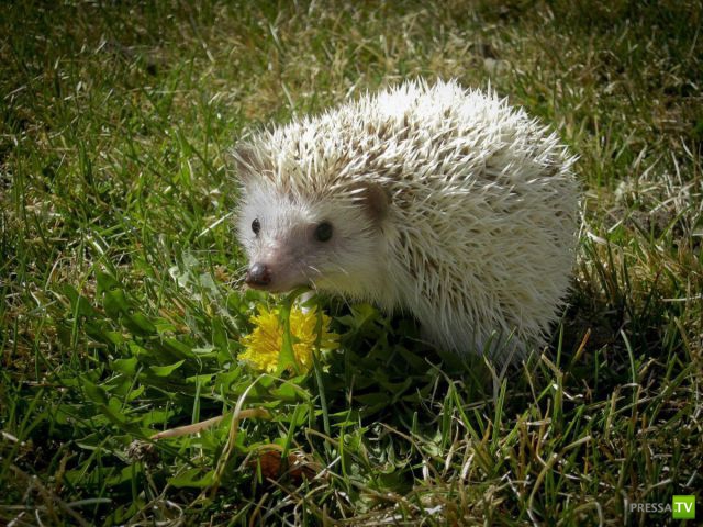 ��� �������� �������� (37 ����)