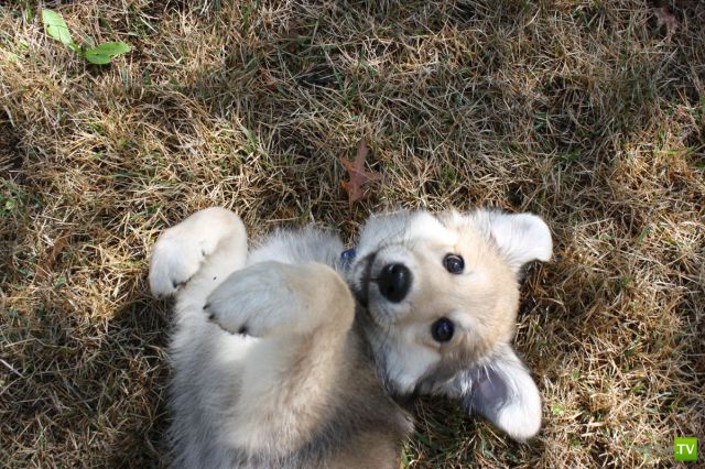 ��� �������� �������� (37 ����)