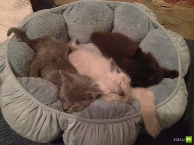 ��� �������� �������� (37 ����)