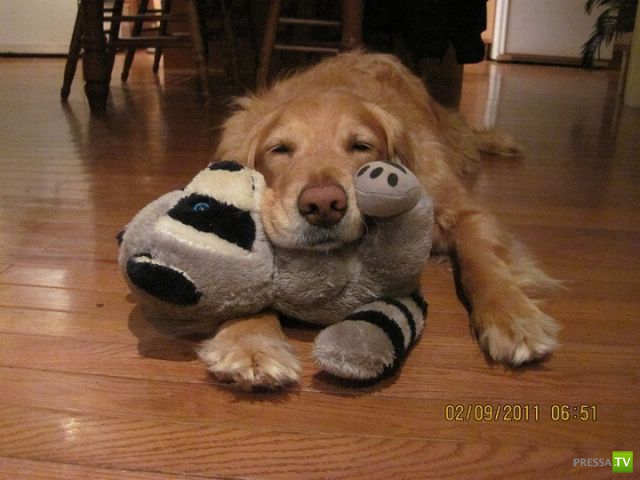 ��� �������� �������� (37 ����)