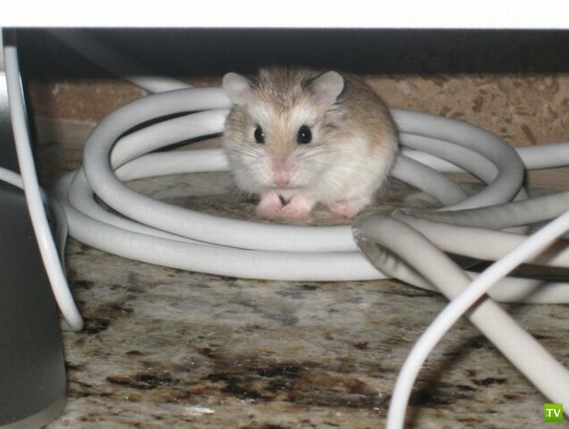 ��� �������� �������� (37 ����)