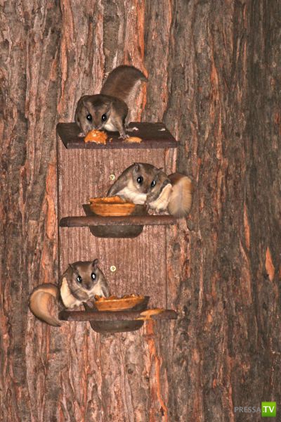 ��� �������� �������� (37 ����)