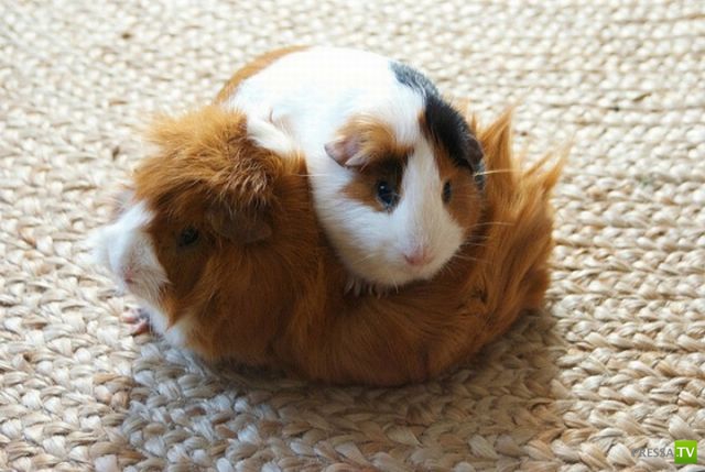 ��� �������� �������� (37 ����)