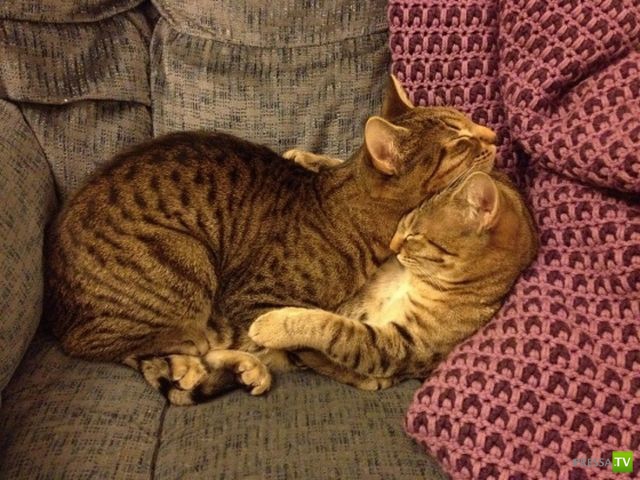 ��� �������� �������� (37 ����)