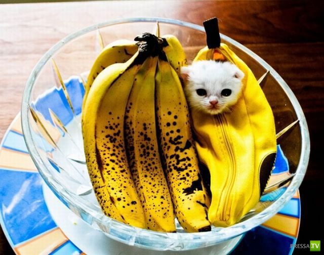 ��� �������� �������� (37 ����)