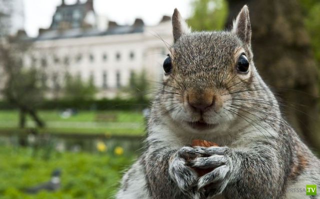 ��� �������� �������� (37 ����)