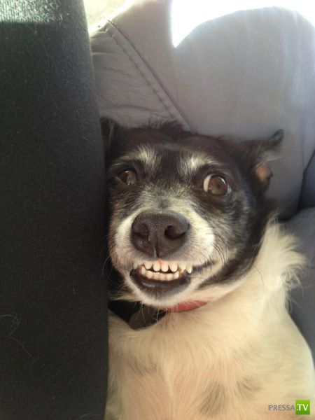 ��� �������� �������� (37 ����)