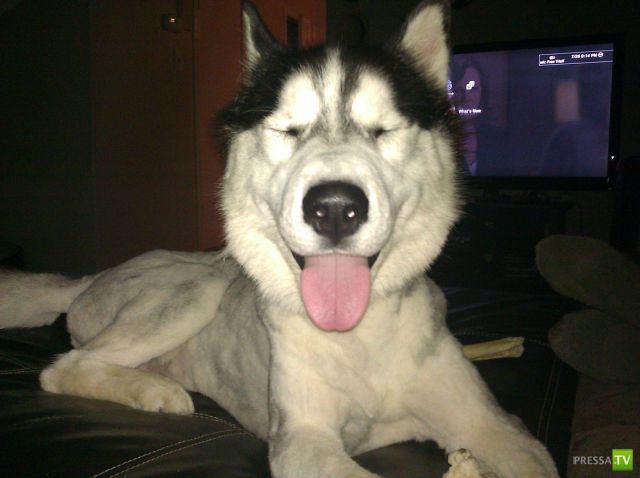 ��� �������� �������� (37 ����)