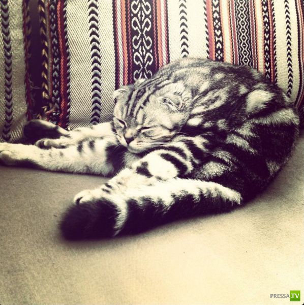 ��� �������� �������� (37 ����)