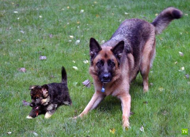 ��� �������� �������� (37 ����)