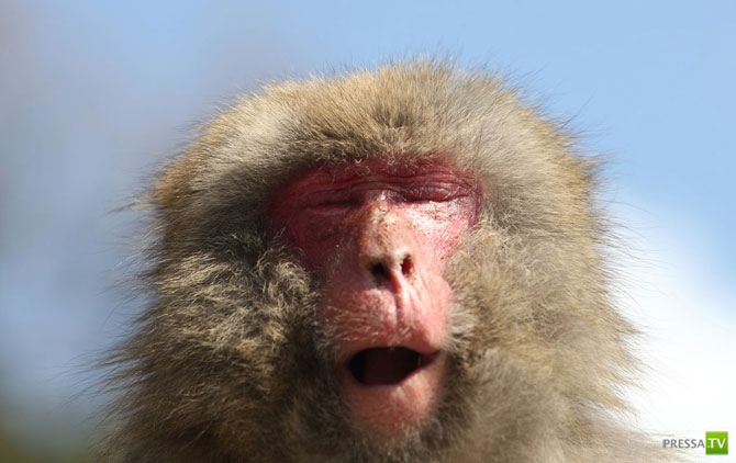 �������� - ������������ (32 ����)