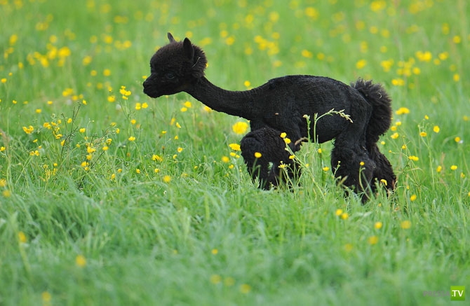 �������� - ������������ (32 ����)