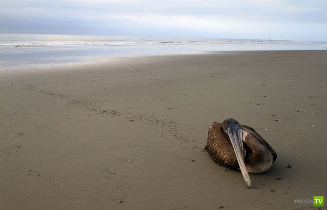 �������� - ������������ (32 ����)