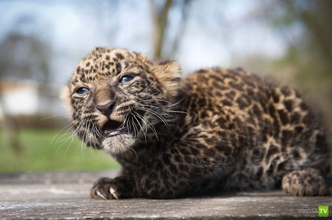 �������� - ������������ (32 ����)