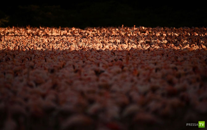 �������� - ������������ (32 ����)