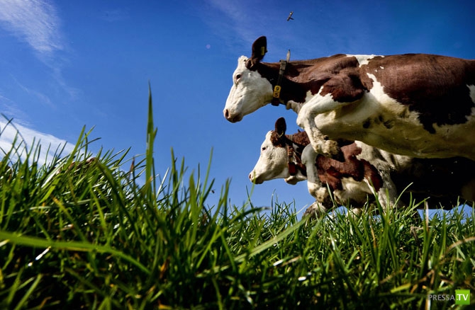 �������� - ������������ (32 ����)