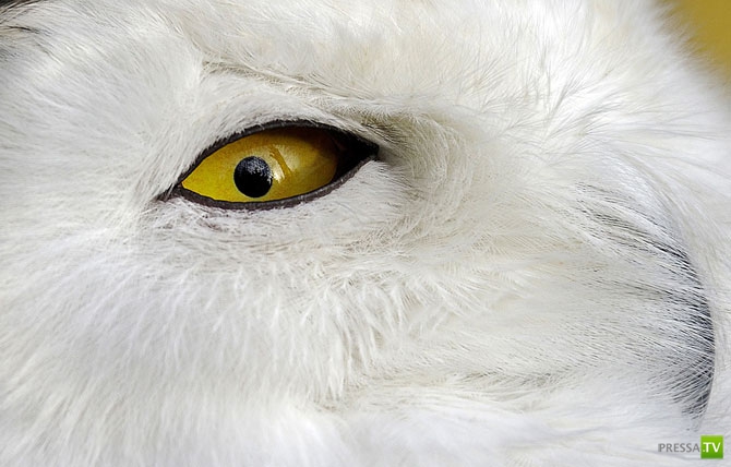 �������� - ������������ (32 ����)