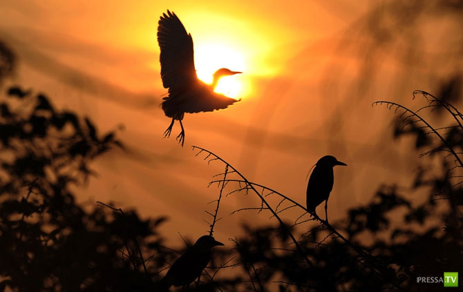 �������� - ������������ (32 ����)