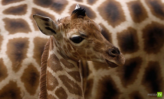 �������� - ������������ (32 ����)