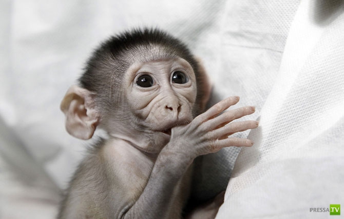 �������� - ������������ (32 ����)