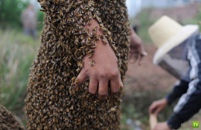 �������� - ������������ (32 ����)