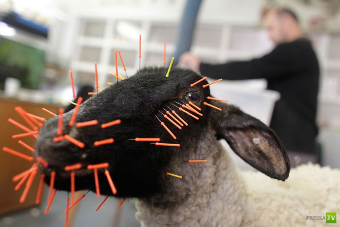 �������� - ������������ (32 ����)