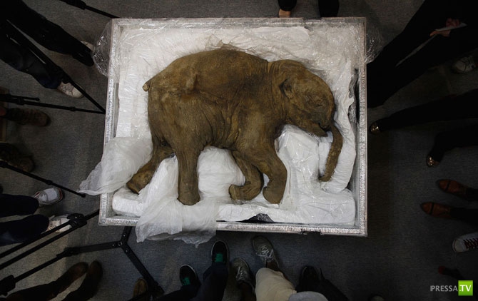 �������� - ������������ (32 ����)