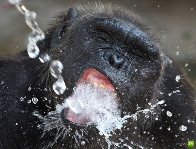 �������� - ������������ (32 ����)