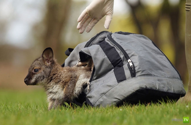 �������� - ������������ (32 ����)