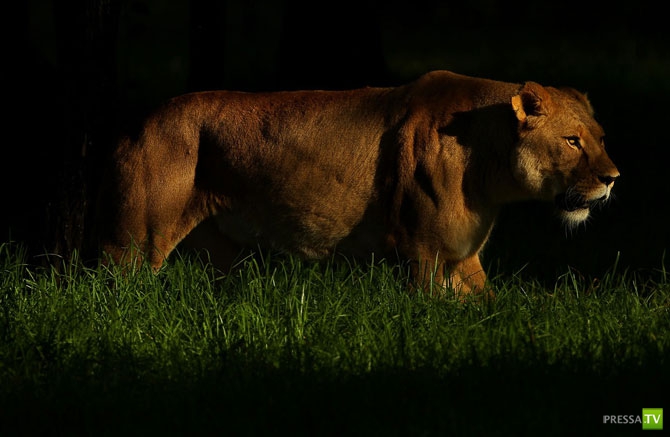 �������� - ������������ (32 ����)