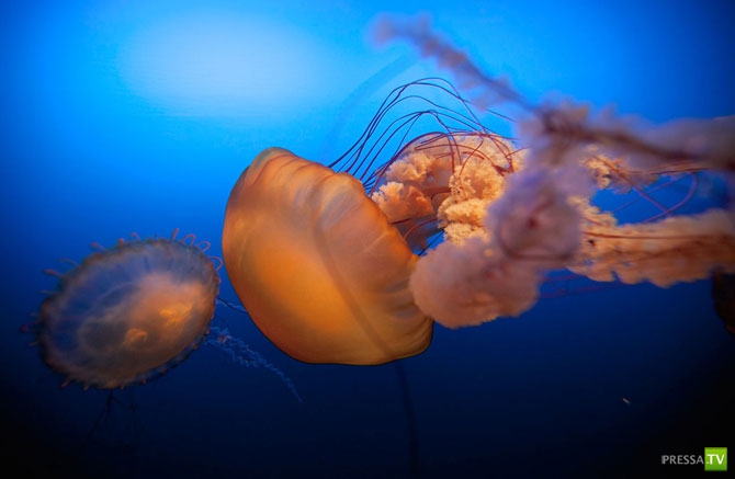 �������� - ������������ (32 ����)