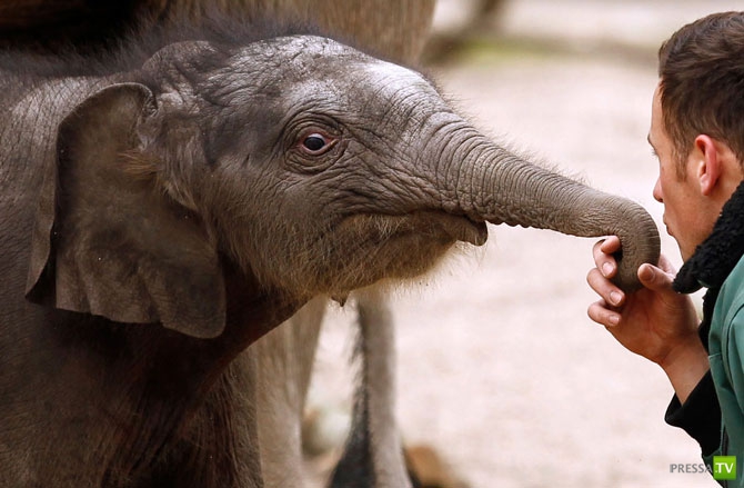 �������� - ������������ (32 ����)