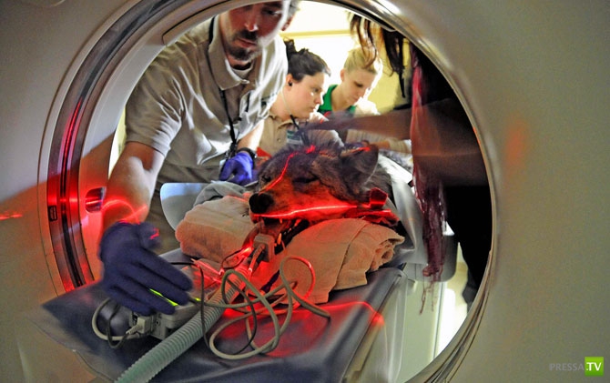 �������� - ������������ (32 ����)