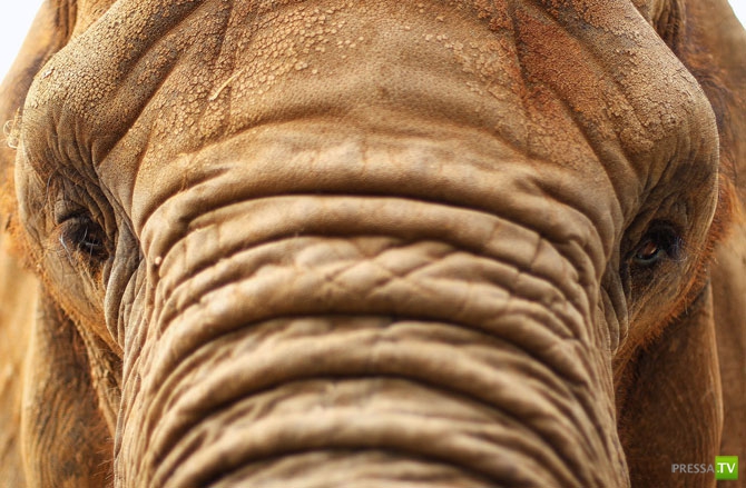 �������� - ������������ (32 ����)