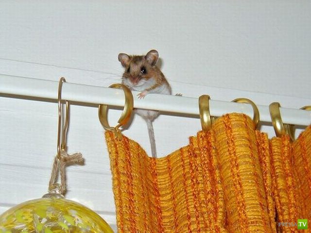 ��� �������� �������� (41 ����)