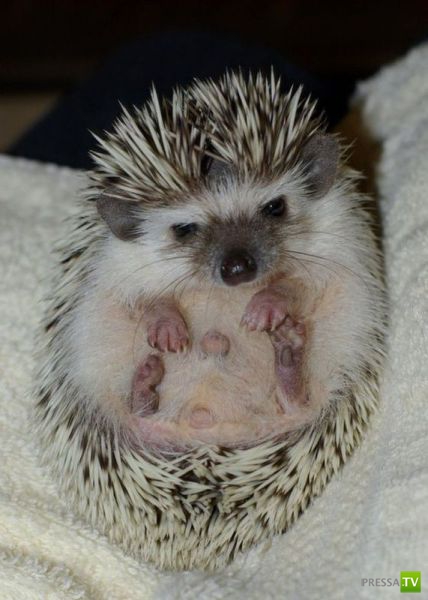 ��� �������� �������� (41 ����)